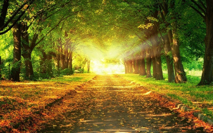 公園，道路，樹木，太陽光線，秋季 桌布 圖片
