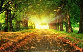 公園，道路，樹木，太陽光線，秋季 高清桌布