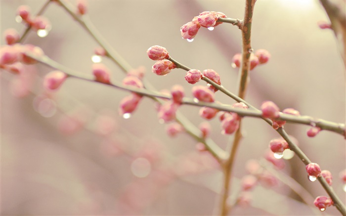 桃花花蕾，春天，樹枝 桌布 圖片