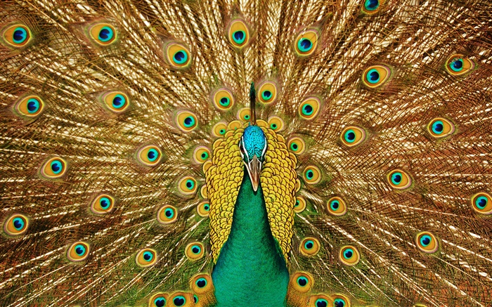 孔雀美麗的尾巴 桌布 圖片