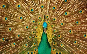 孔雀美麗的尾巴 高清桌布
