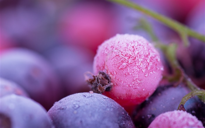 粉紅色和紫色的漿果，霜，冬天 桌布 圖片