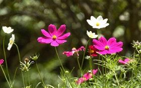 粉紅色和白色的波斯菊鮮花