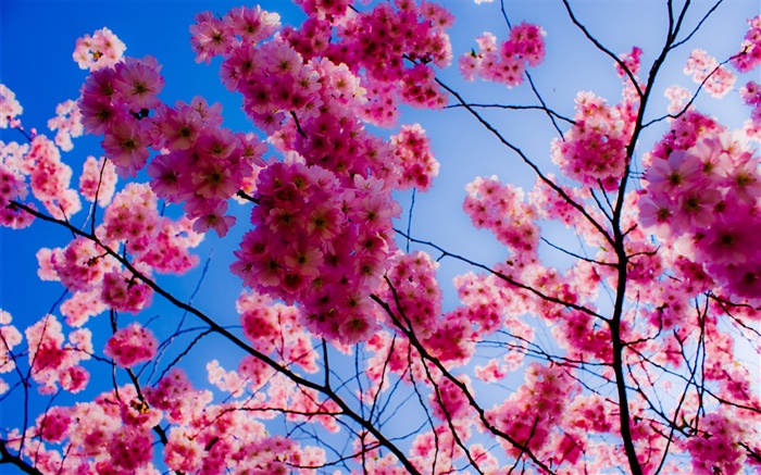粉紅色的櫻花 桌布 圖片