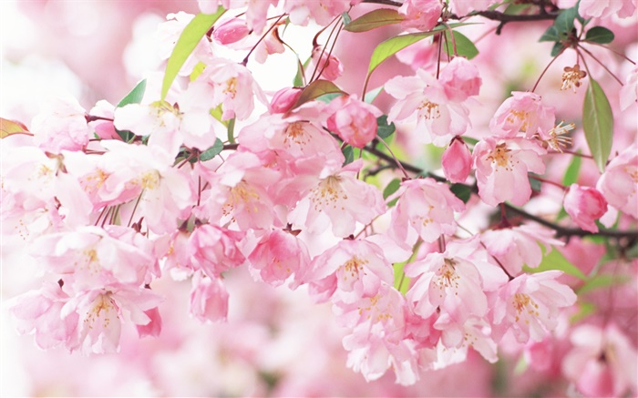 粉紅色的櫻花的花，模糊 桌布 圖片