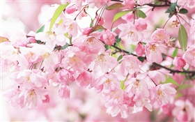 粉紅色的櫻花的花，模糊 高清桌布