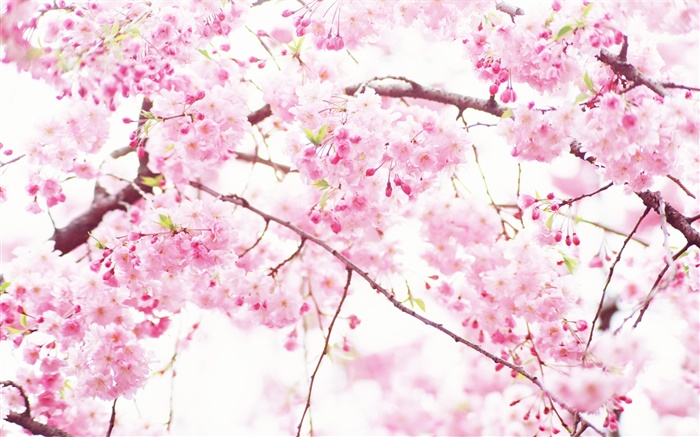 粉紅色的櫻花的花，樹，春天 桌布 圖片