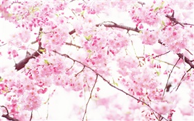 粉紅色的櫻花的花，樹，春天 高清桌布
