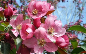 在花園裡粉紅色的花朵 高清桌布