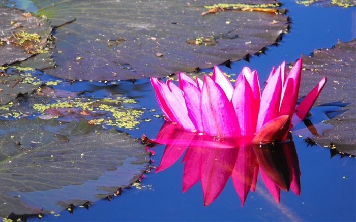 粉紅色的睡蓮的花，池塘 桌布 圖片