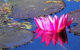 粉紅色的睡蓮的花，池塘 高清桌布