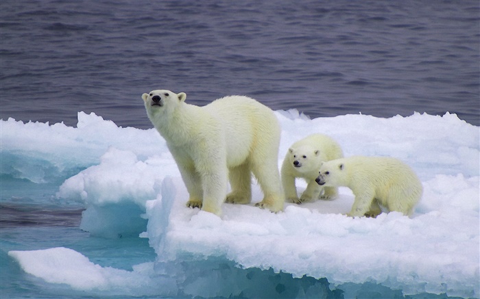 北極熊和幼崽，冰，冷 桌布 圖片