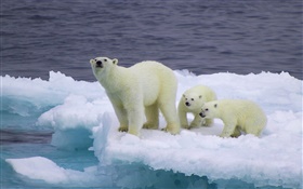 北極熊和幼崽，冰，冷 高清桌布