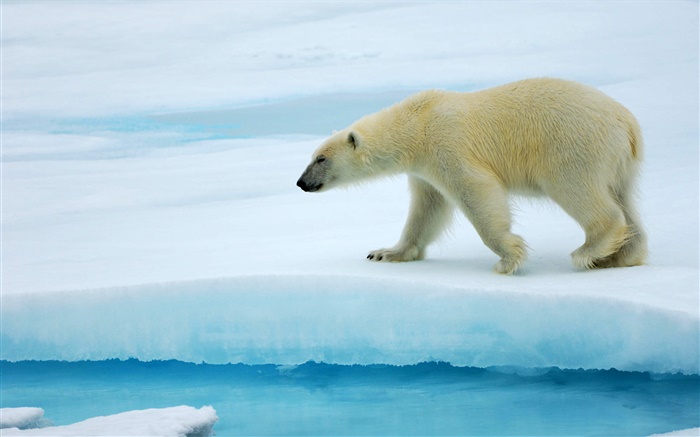 北極熊在冰上行走 桌布 圖片