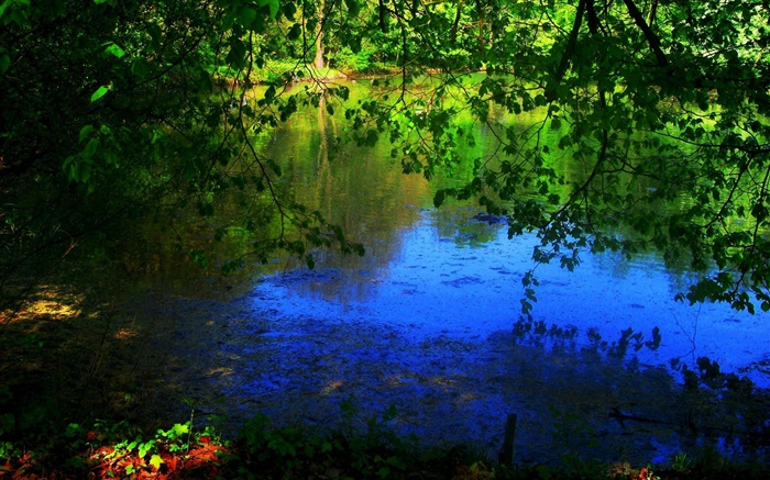 池塘，樹木，太陽光線 桌布 圖片