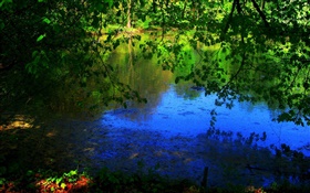 池塘，樹木，太陽光線 高清桌布