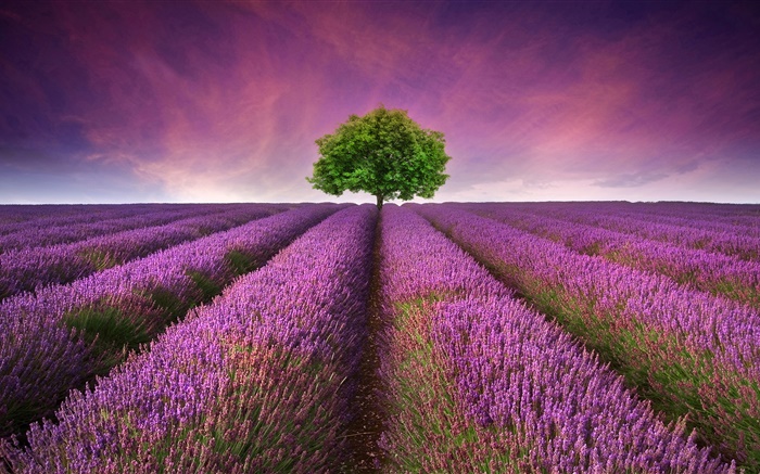 紫色的薰衣草花場，樹 桌布 圖片