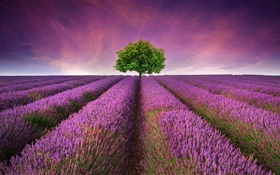 紫色的薰衣草花場，樹 高清桌布