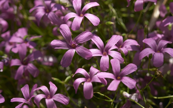 紫色小花朵攝影 桌布 圖片