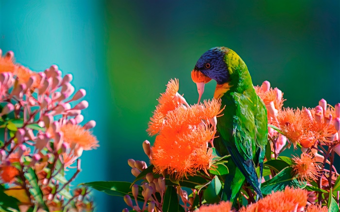 虹彩吸蜜鸚鵡餵食花蜜 桌布 圖片