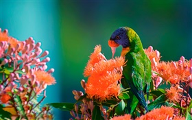 虹彩吸蜜鸚鵡餵食花蜜 高清桌布