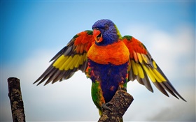 虹彩吸蜜鸚鵡，翅膀 高清桌布