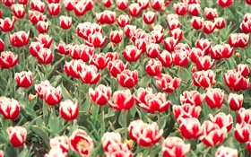 紅色和白色的鬱金香花