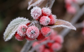 紅色漿果，雪，冰，冬天
