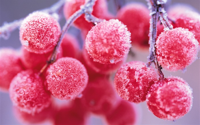 紅色漿果，冬天，霜 桌布 圖片