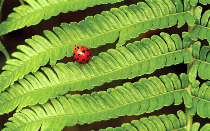 紅瓢蟲，綠色的葉子 桌布 圖片