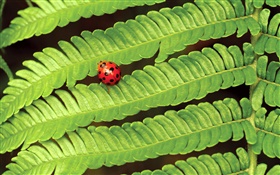 紅瓢蟲，綠色的葉子