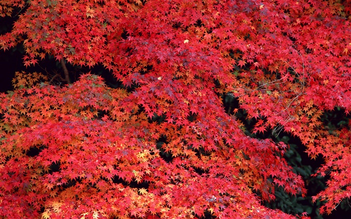 紅葉子，秋天 桌布 圖片