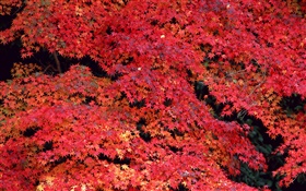 紅葉子，秋天 高清桌布