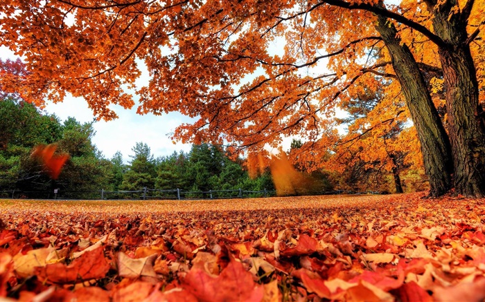 紅葉下降到地面，樹木，秋天 桌布 圖片