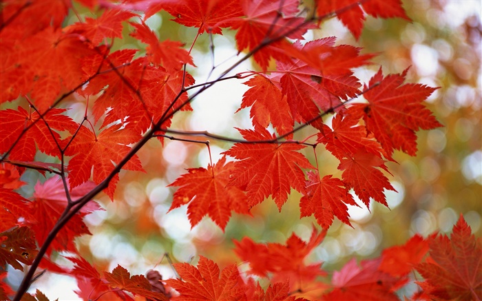 火紅的楓葉，秋天 桌布 圖片