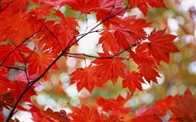 火紅的楓葉，秋天 高清桌布