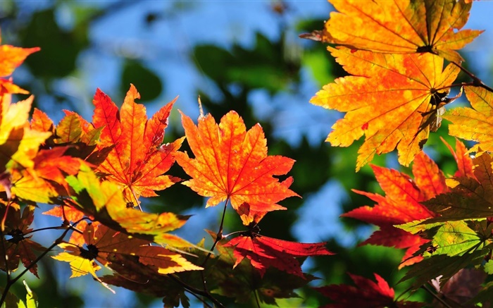 火紅的楓葉，背景虛化，秋天 桌布 圖片