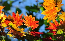 火紅的楓葉，背景虛化，秋天 高清桌布