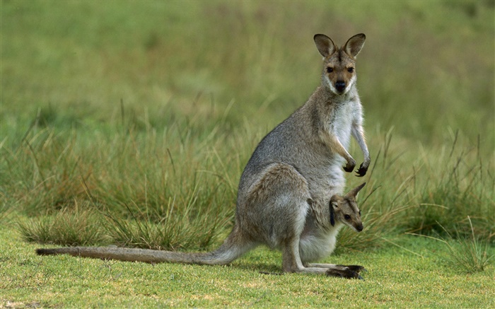 紅頸袋鼠，媽媽帶嬰兒，澳大利亞 桌布 圖片