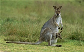 紅頸袋鼠，媽媽帶嬰兒，澳大利亞 高清桌布