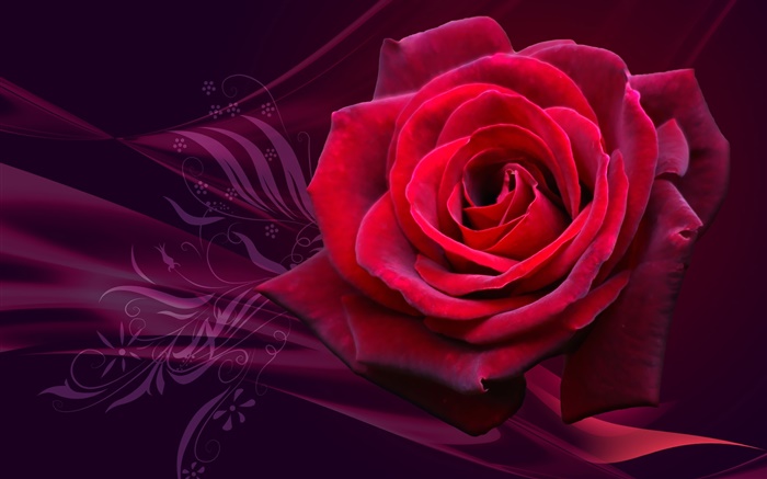 紅玫瑰的花特寫 桌布 圖片