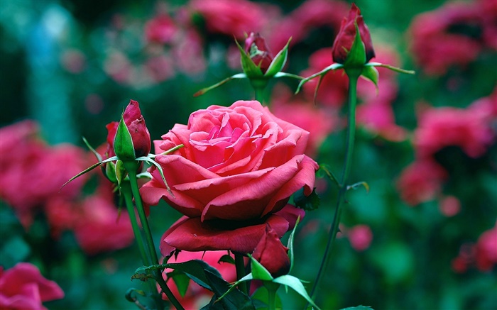 在花園裡紅玫瑰鮮花 桌布 圖片