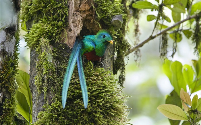 鳳尾綠咬鵑，出巢，藍羽鳥，哥斯達黎加 桌布 圖片
