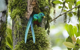 鳳尾綠咬鵑，出巢，藍羽鳥，哥斯達黎加 高清桌布