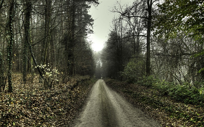 路，樹，霧，黎明 桌布 圖片