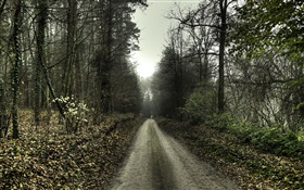 路，樹，霧，黎明 高清桌布