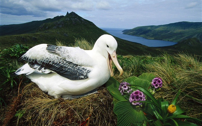 皇家信天翁，鳥巢，坎貝爾島，新西蘭 桌布 圖片