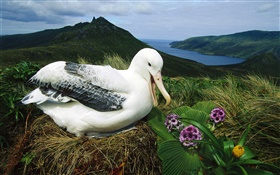 皇家信天翁，鳥巢，坎貝爾島，新西蘭 高清桌布