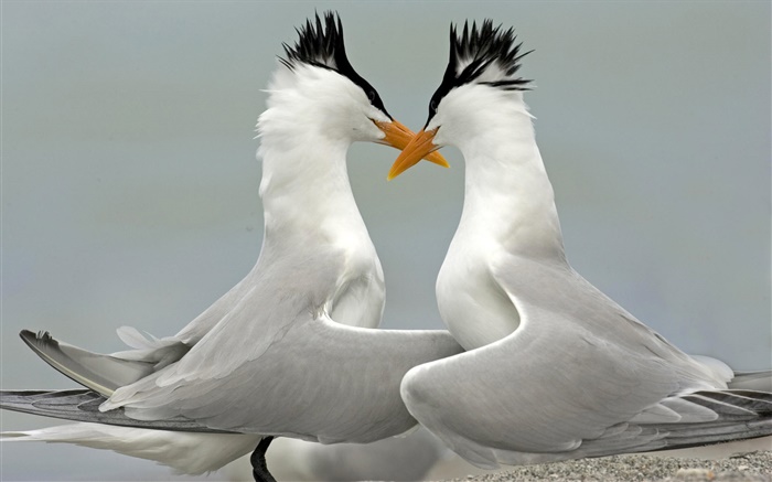 皇家燕鷗求愛，佛羅里達州 桌布 圖片