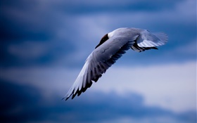 海鷗飛翔，藍天 高清桌布
